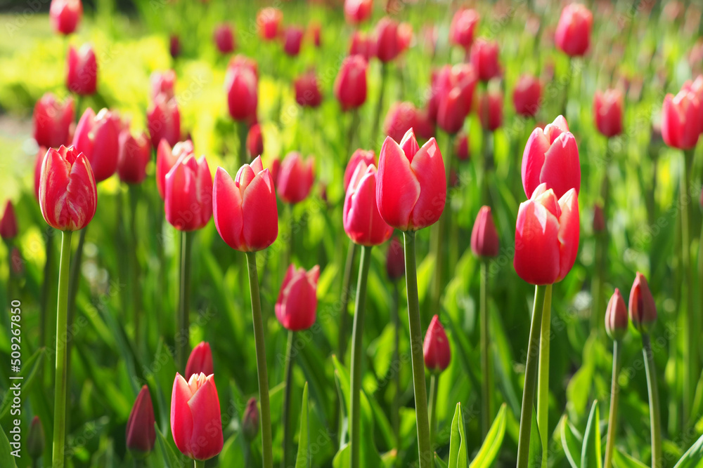 Spring garden bathed in sunlight, a flowerbed of pink tulips