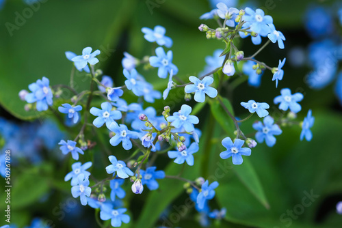 Blue flowers of Brunnera. Forget-me-not flowers, Myosotis scorpioides photo