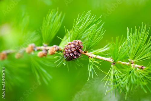 European Larch tree or Larix decidua cone on a branch with green needles, spring macrophoto photo