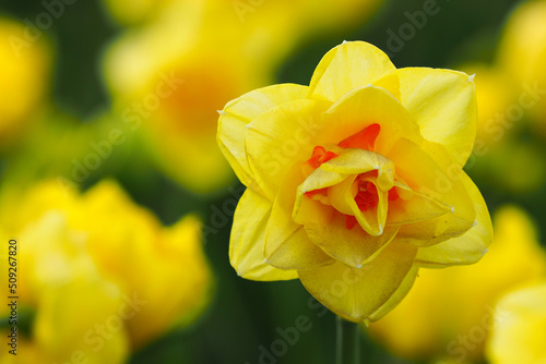 Daffodil or narcissus Tahiti  yellow   red flowers in garden  sunny spring