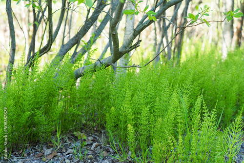 Green stems of field horsetail or Equisetum arvense growing in a forest