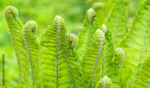 Panoramic view of young leaves of Matteuccia struthiopteris, ostrich fern, fiddlehead fern or shuttlecock fern. Kogomi or kusasotetsu, sunlight photo