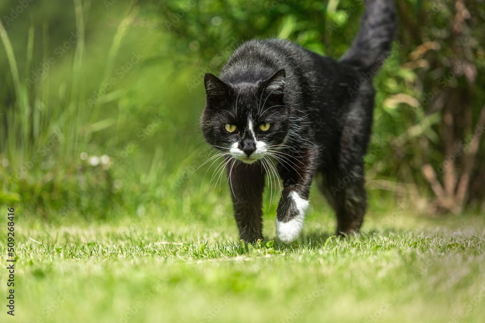 Portrait of a beautiful black and white tabby cat in a garden in summer outdoors, felis catus