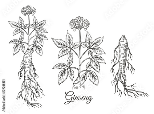 Wild red ginseng root with flower berries, leaves. Chinese medical plant botanical sketch. Floral herb stem with seed. China traditional medicine therapy. Healthy food. Vintage engraving. Line vector 