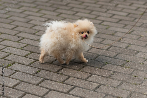 Beautiful spitz, beige color, with fluffy fleece, licks his nose with his tongue