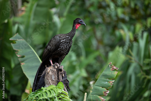 Photos Crested guan (Penelope purpurascens) in Costa Rica