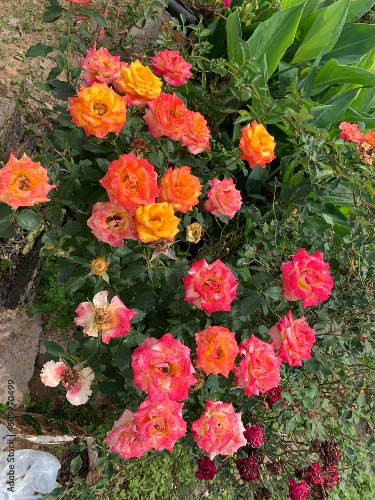 red and yellow flowers red and yellow flowers