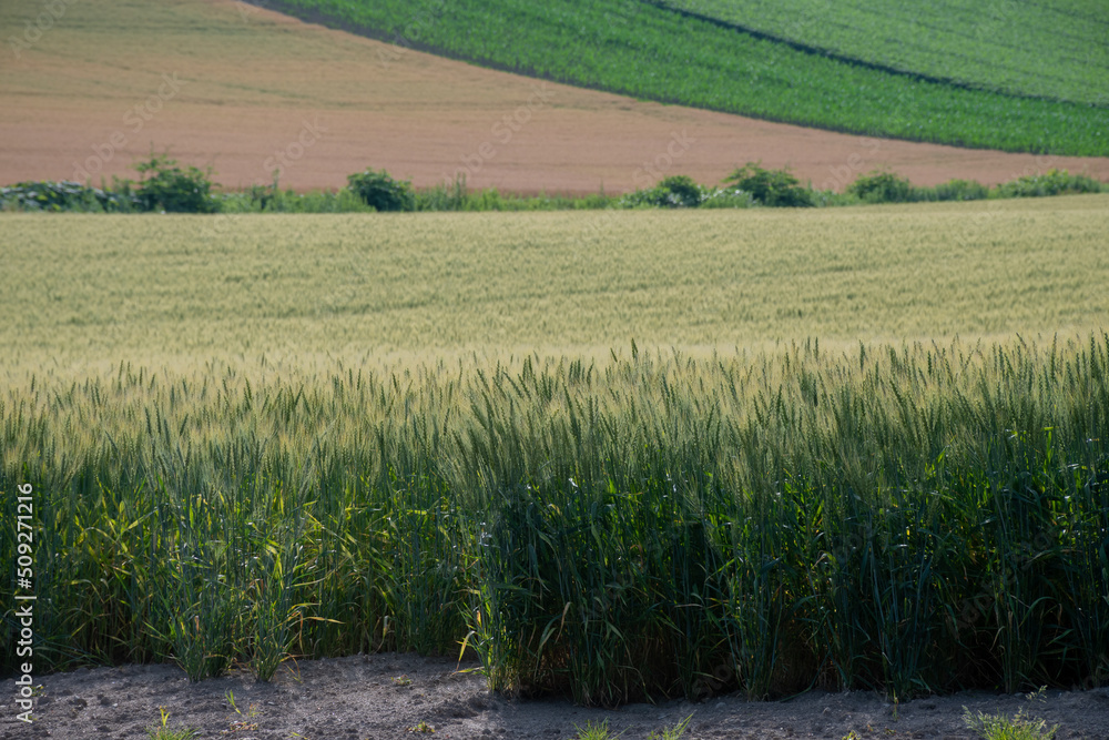 Obraz premium 丘陵地帯の緑のムギ畑 