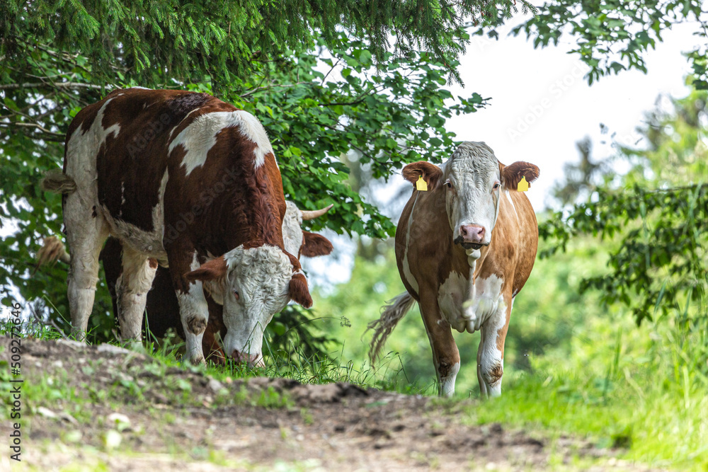 Portrait of a free-range german simmental breed cow on a pasture in summer outdoors Portrait of a free-range german simmental breed cow on a pasture in summer outdoors