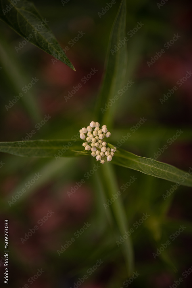 White Swamp Milkweed Flower with leaves and dark green background in Ohio