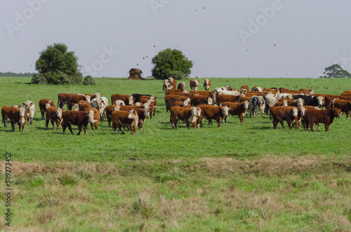 Hereford cows outdoors on pasture