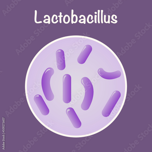 Vector Illustration Graphic of Lactobacillus