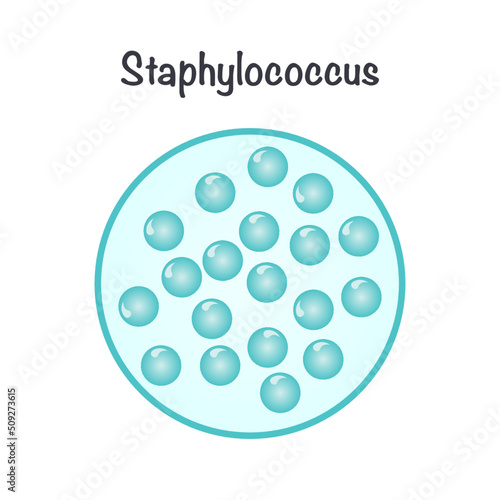 Vector Illustration Graphic of Staphylococcus