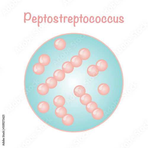 Vector Illustration Graphic of Peptostreptococcus