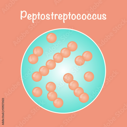 Vector Illustration Graphic of Peptostreptococcus