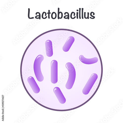 Vector Illustration Graphic of Lactobacillus
