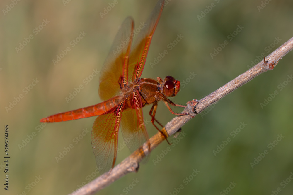Bright Orange Flame Skimmer Dragonfly Rests on a Twig Bright Orange Flame Skimmer Dragonfly Rests on a Twig