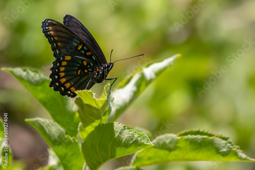 Red Spotted Admiral Butterfly on Apple Leaf © Jeff Huth