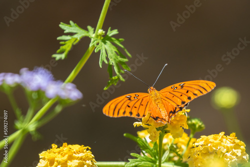 Gulf Fritillary Butterfly On Yellow Flower With Open Wings  photo