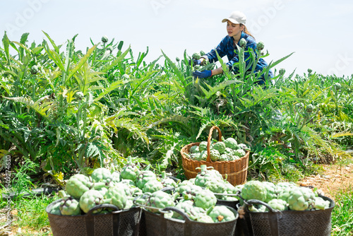 European woman plantation worker picking ripe artichokes on vegetable field.