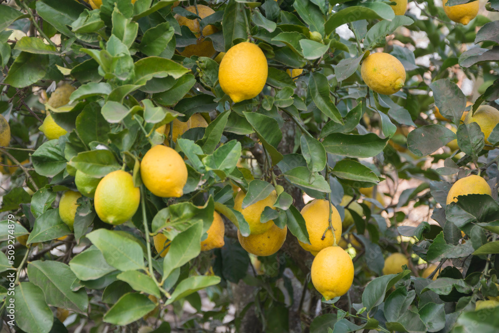 Ripe lemons on the lemon tree among the leaves and foliage