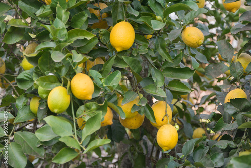 Ripe lemons on the lemon tree among the leaves and foliage