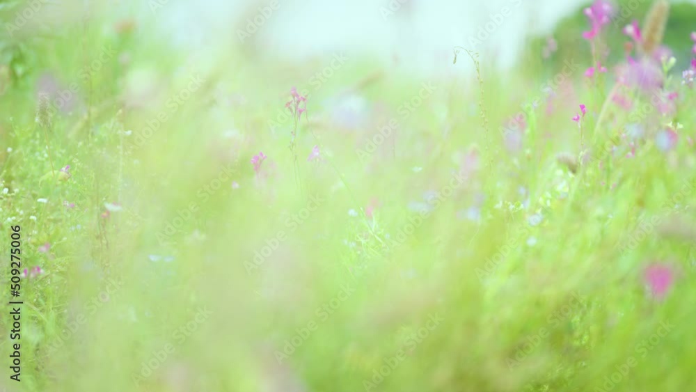 さまざまな種類の花が咲く花畑 さまざまな種類の花が咲く花畑