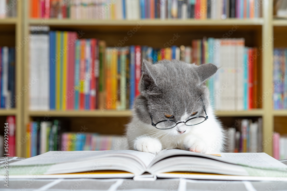 a cute british shorthair cat reading a book in front of a book shelf - obrazy, fototapety, plakaty 