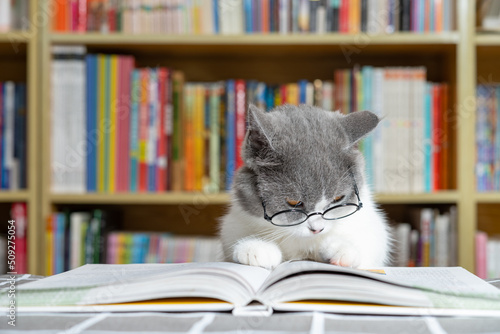 a cute british shorthair cat reading a book in front of a book shelf