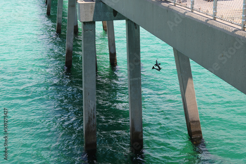 Fish caught on line - baby cobia fish being pulled up on fishing line photo