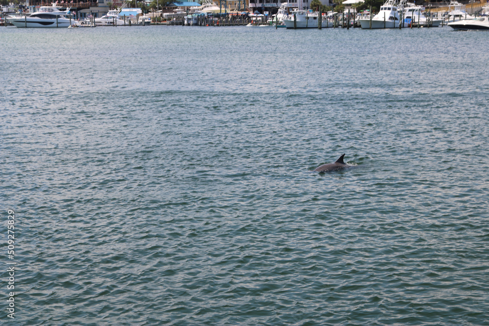 Naklejka premium dolphin surfacing near the coast in a harbor