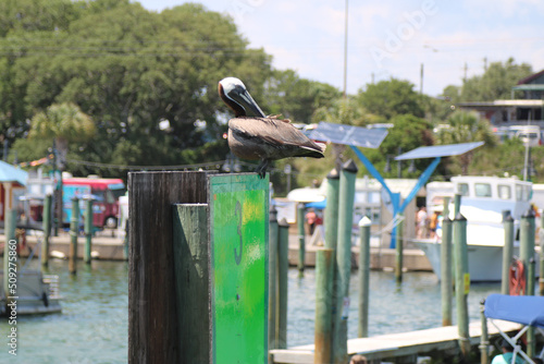 Fototapeta Naklejka Na Ścianę i Meble -  pelican resting on green sign in harbor