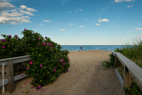 Summer view of the ocean coast. Path among wild roses leading to the ocean.USA. Maine.
