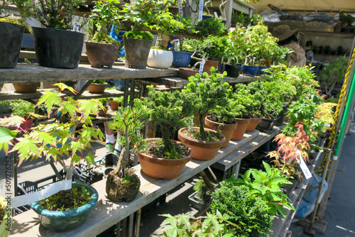 市場に並んだ日本の盆栽、鉢植えの植物