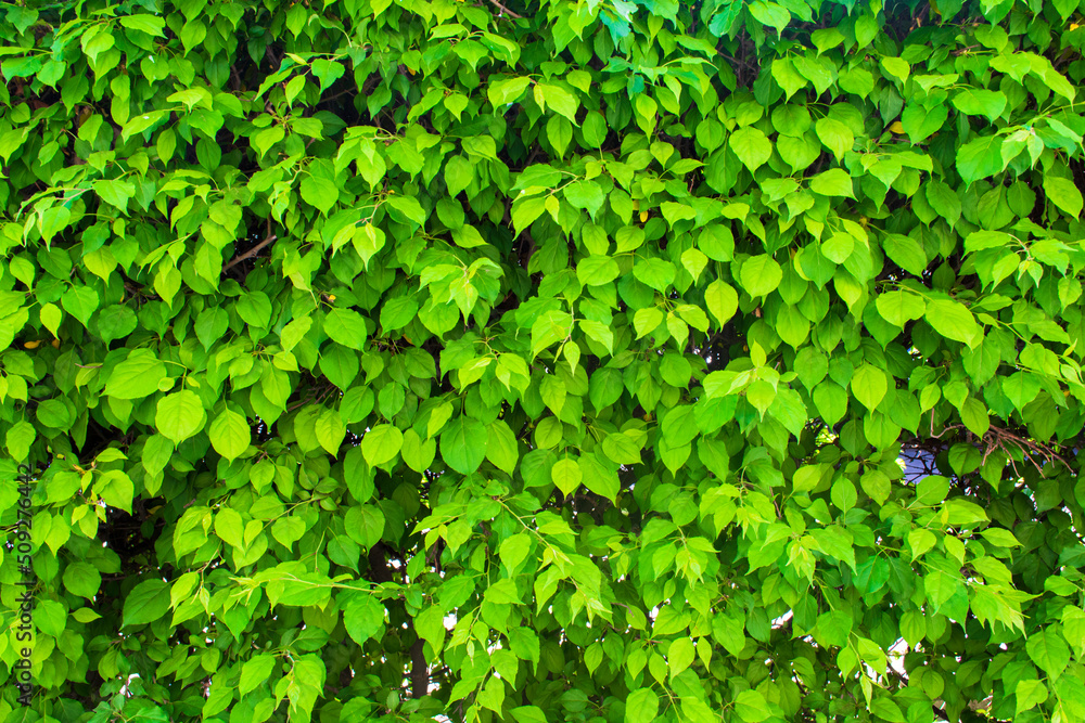 Small green leaves texture background with beautiful pattern. Clean environment. Ornamental plant in the garden. Eco wall. Organic natural background. Many leaves reduce dust in air. Tropical forest. Small green leaves texture background with beautiful pattern. Clean environment. Ornamental plant in the garden. Eco wall. Organic natural background. Many leaves reduce dust in air. Tropical forest.