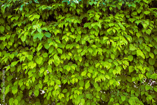 Wallpaper Mural Natural green leaves wall background Torontodigital.ca