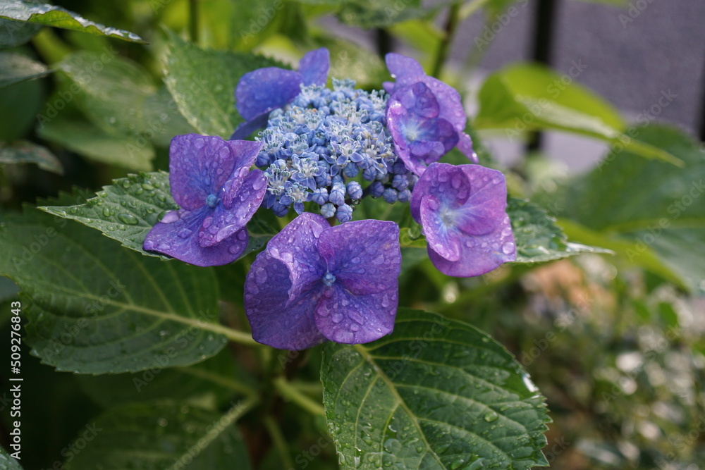 雨上がりのアジサイ
