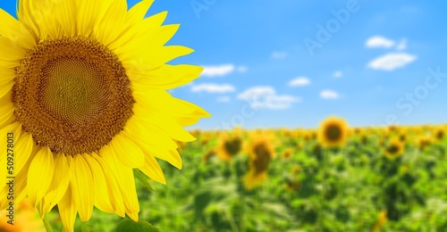 Beautiful fresh yellow sunflowers and blue sky