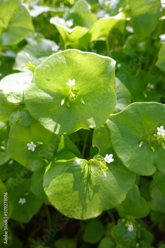 Claytonia perfoliata (syn. Montia perfoliata), also known as miner's lettuce, Indian lettuce, winter purslane, or palsingat (Cahuilla). photo