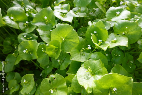 Miner's lettuce is a small, herbaceous, slightly succulent annual plant. photo