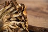 Closeup view of back of cinnamon cap mushroom on a grainy wooden background