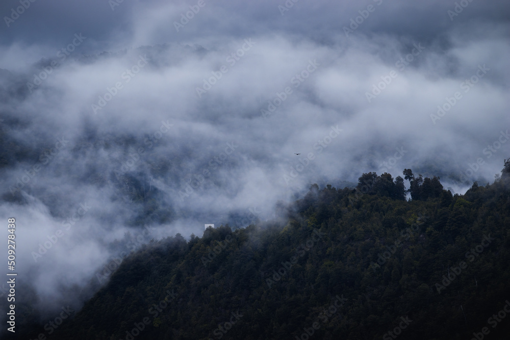 Bird flying between forest and fog