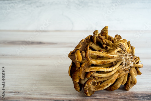 Back view of cinnamon cap mushrooms on wooden and shiplap surface photo