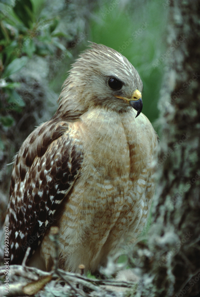 Fototapeta premium Red-Shouldered Hawk (Buteo Lineatus)