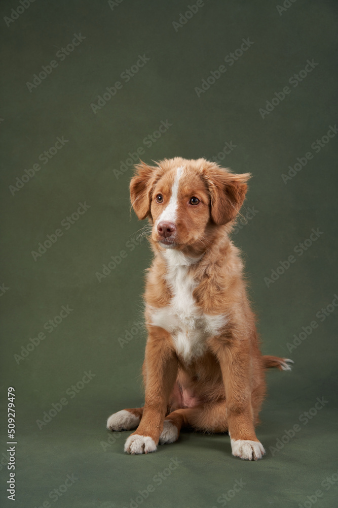 Nova Scotia duck retriever puppy on a green background. Charming Dog in the studio. funny toller Nova Scotia duck retriever puppy on a green background. Charming Dog in the studio. funny toller