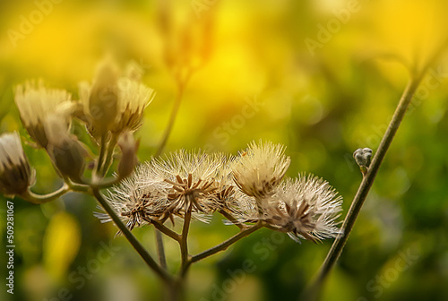 Beautiful macro dandelion dry seeds flowers close up blowing in warm summer nature, spring on meadow in sunlight, Dreamy artistic image of beauty soft focus  in the field