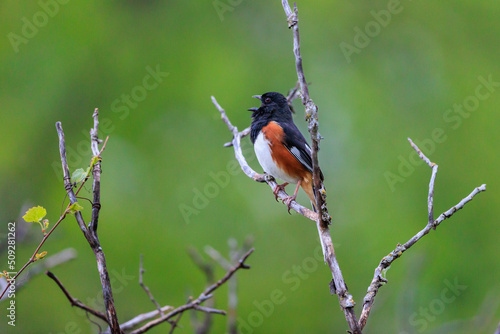 Eastern Towhee on a branch photo