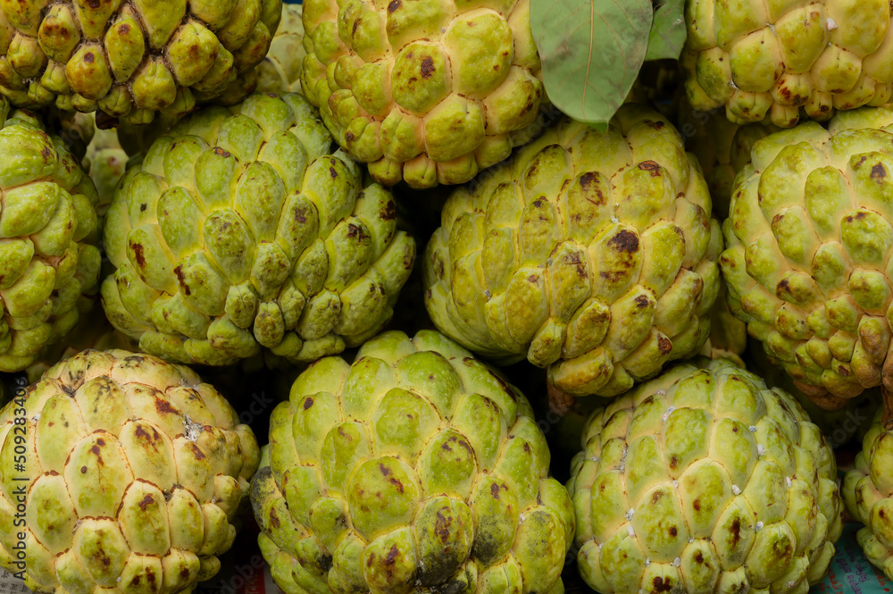 Custard apple fruits, Annona reticulata, are on display for sale at New Market area, Kolkata, West Bengal, India. Custard apple fruits, Annona reticulata, are on display for sale at New Market area, Kolkata, West Bengal, India.
