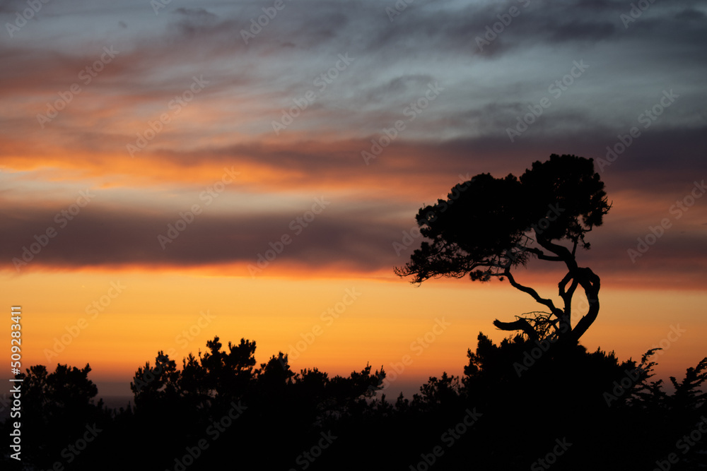 Sunset Tree and Bushes Silhouette