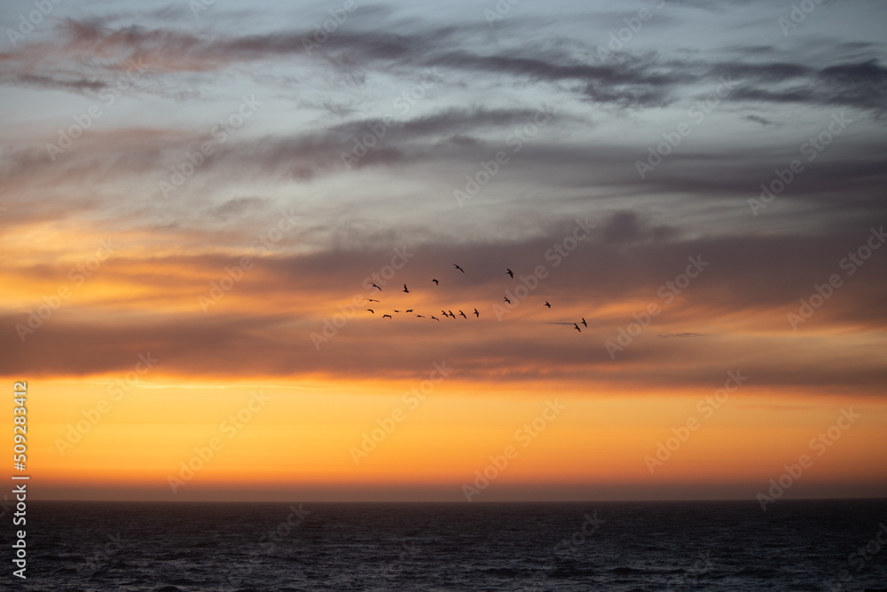 Obraz premium Sunset Horizon Birds